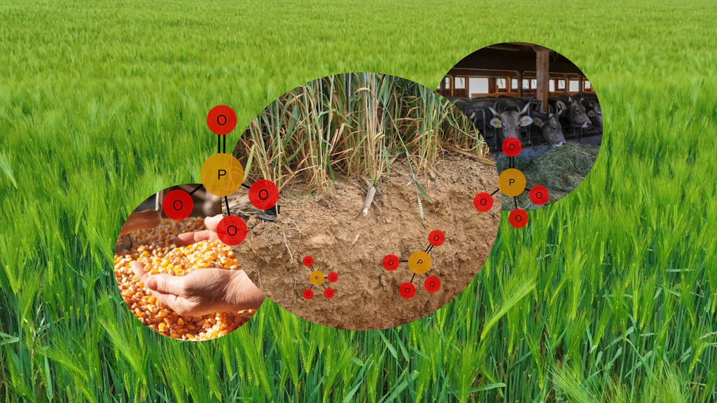 Vor einem Getreidefeld sind drei Ausschnitte von Bereichen aus der landwirtschaftlichen Produktion zu sehen, in denen Phophor eine Rolle spielt: Der erste Ausschnitt zeigt Kühe beim Fressen im Stall; Der zweite Ausschnitt zeigt Mais als Futtermittel; Futtermittel sind Phosphorinput in die Landwirtschaft. Der dritte Ausschnitt zeigt einen Bodenquerschnitt; Im Pflanzenbau kommt es durch Auswaschung von Phosphor aus dem Boden zu Phosphatemissionen in Gewässer. Neben den Ausschnitten ist die Molekülformel von Phosphar (NO4) abgebildet