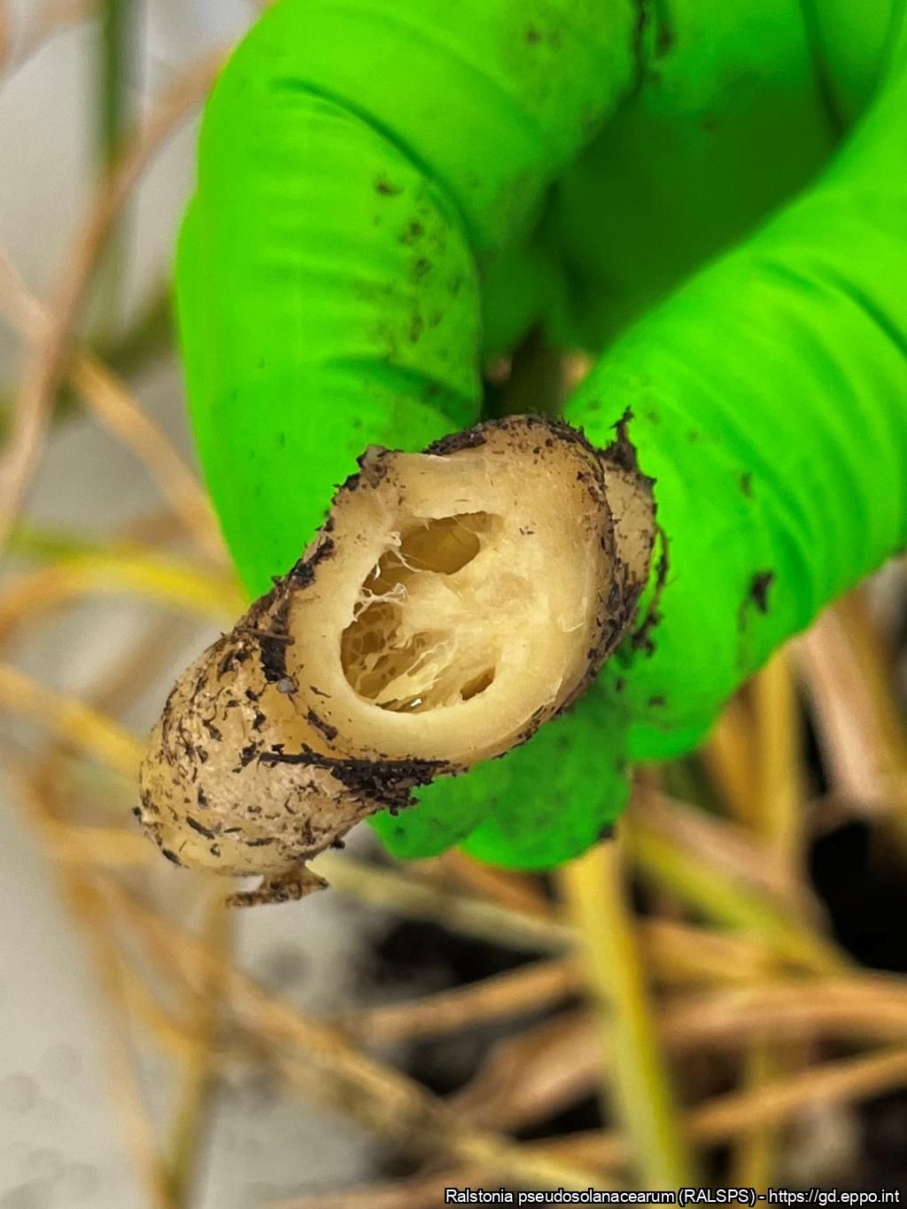 Das Rhizom der Ingwerpflanze ist verfault.