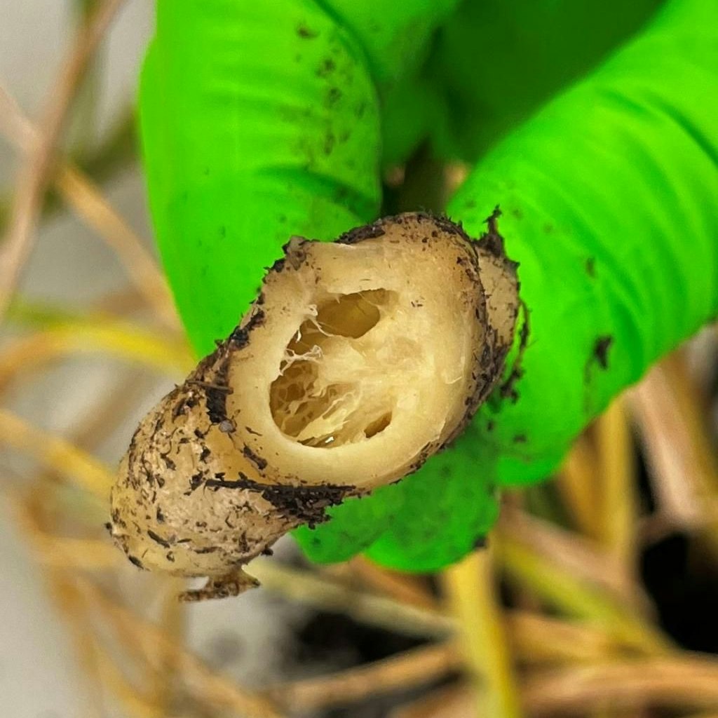 Das Rhizom der Ingwerpflanze ist verfault. 