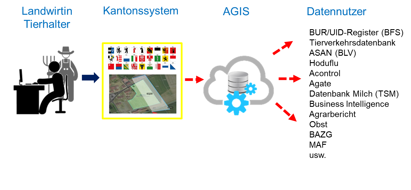 Die nationale Datenerhebung läuft so ab, dass die Landwirtin oder der Tierhalter ihre Daten in einem Kantonssystem erfassen. Der Kanton gibt diese Daten an Agis weiter. Diese Daten können dann von berechtigten Dritten wie BUR, Tierverkehrsdatenbank und vielen mehr bezogen werden.
