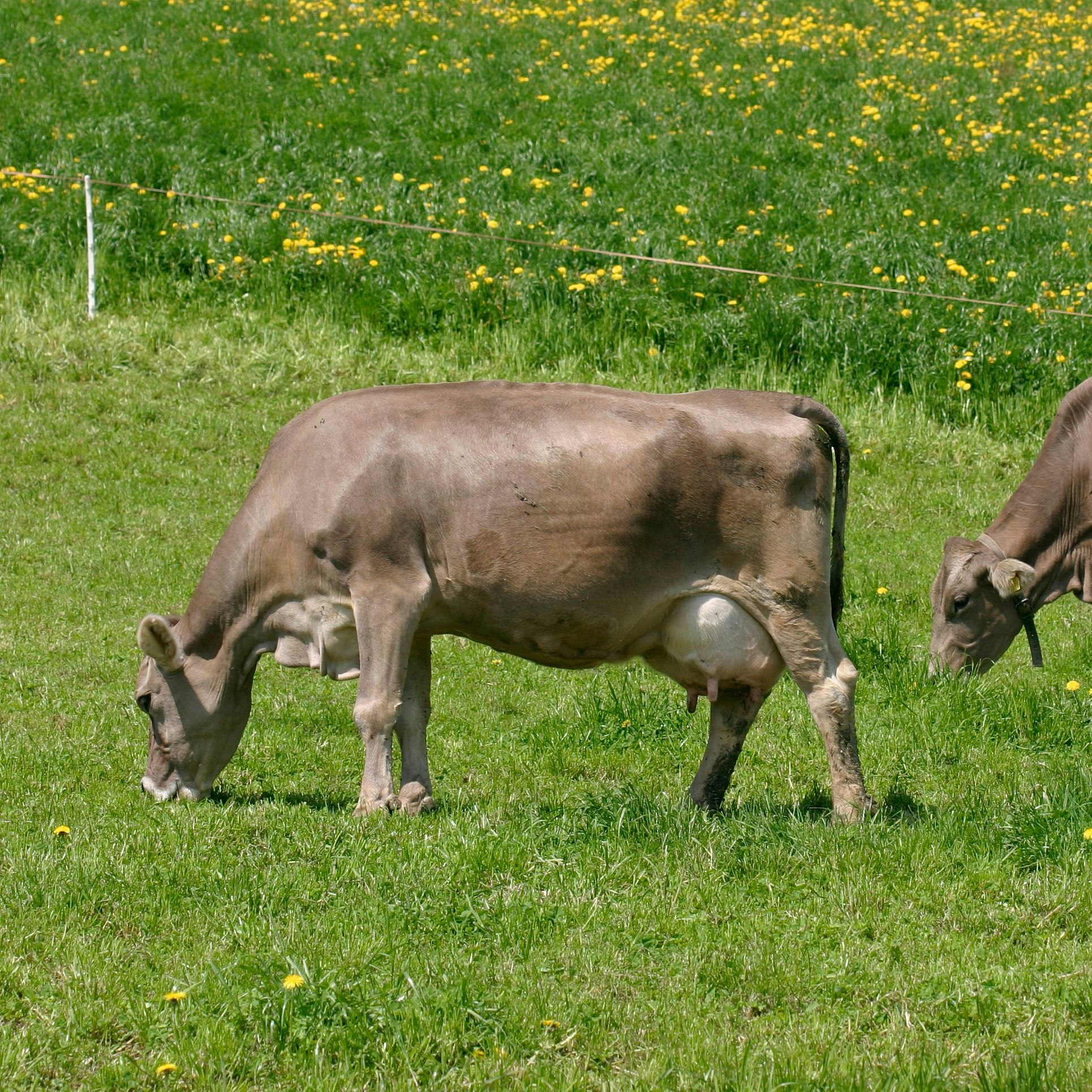 Zwei weidende Kühe mit Löwenzahnfeldern im Hintergrund