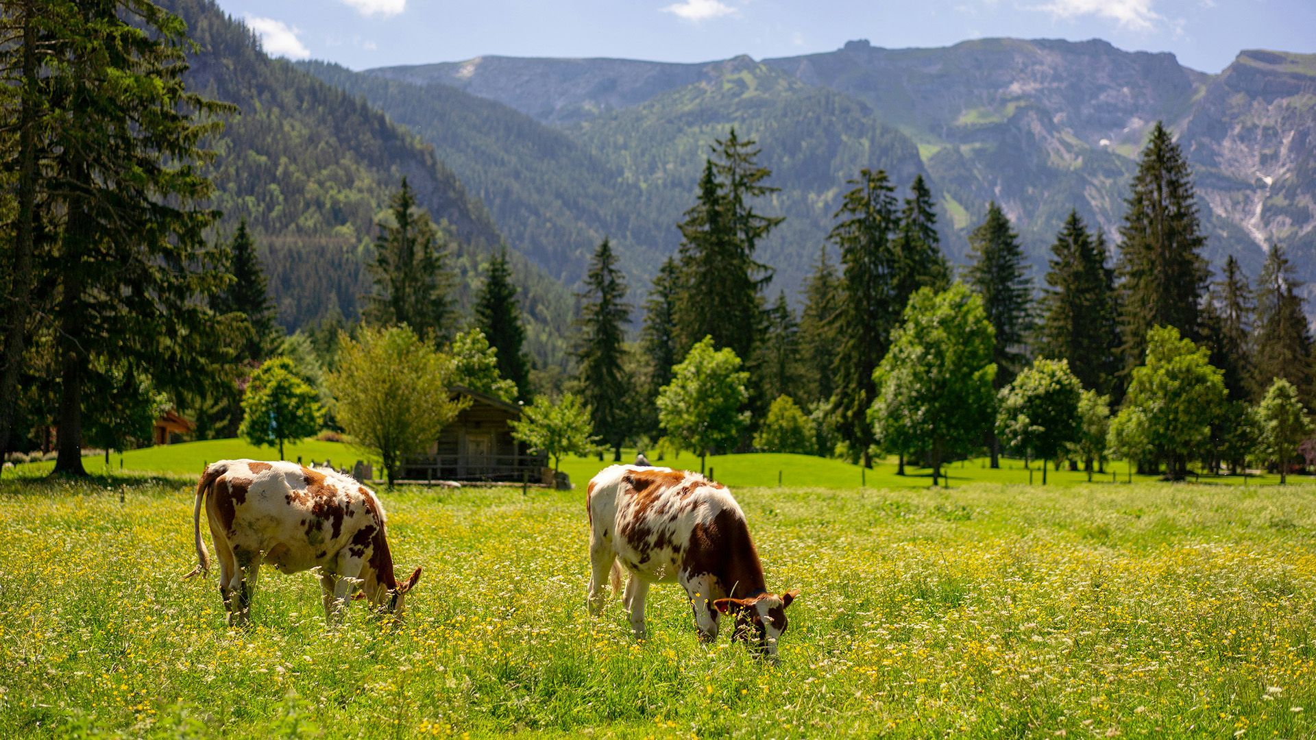 Zwei Kühe auf einer Wiese mit Bäumen und Bergen im Hintergrund 