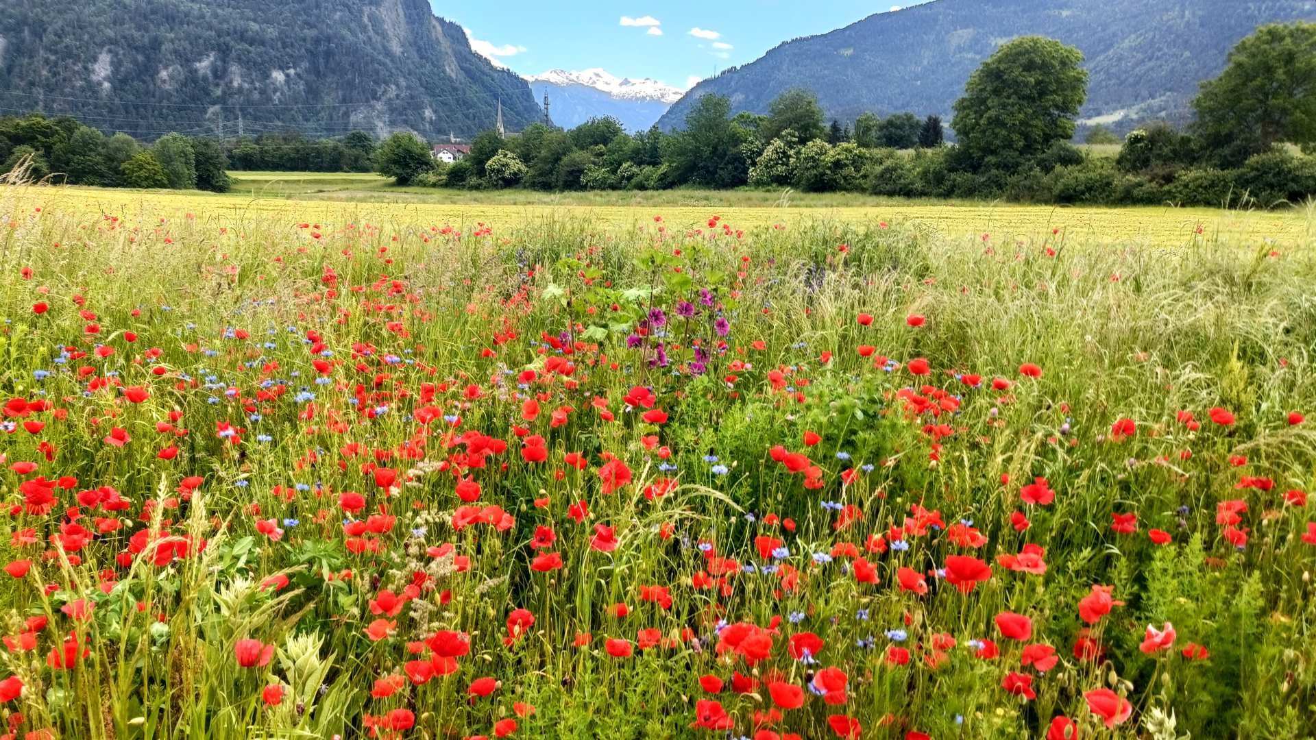 Rotationsbrache mit vielen Mohnblumen