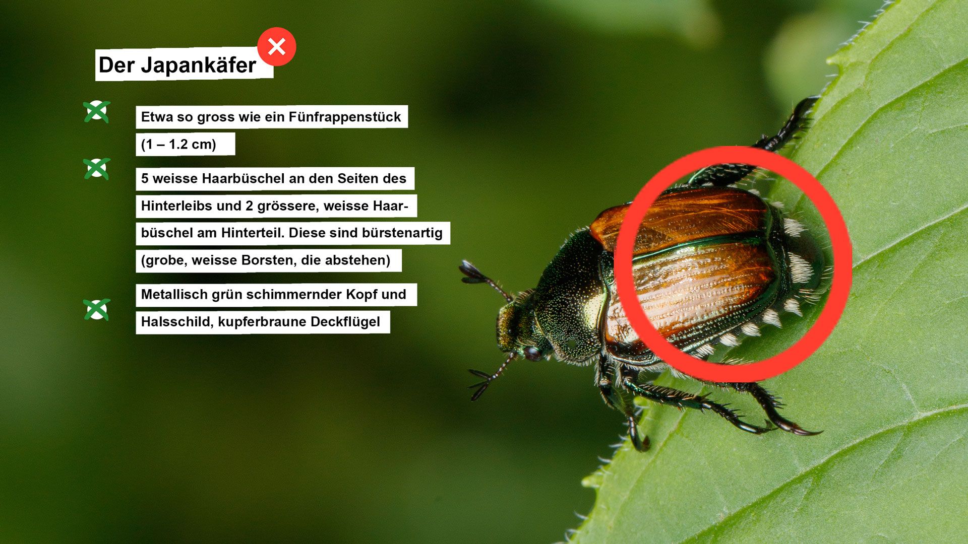 Steckbrief mit Angaben über den Japankäfer