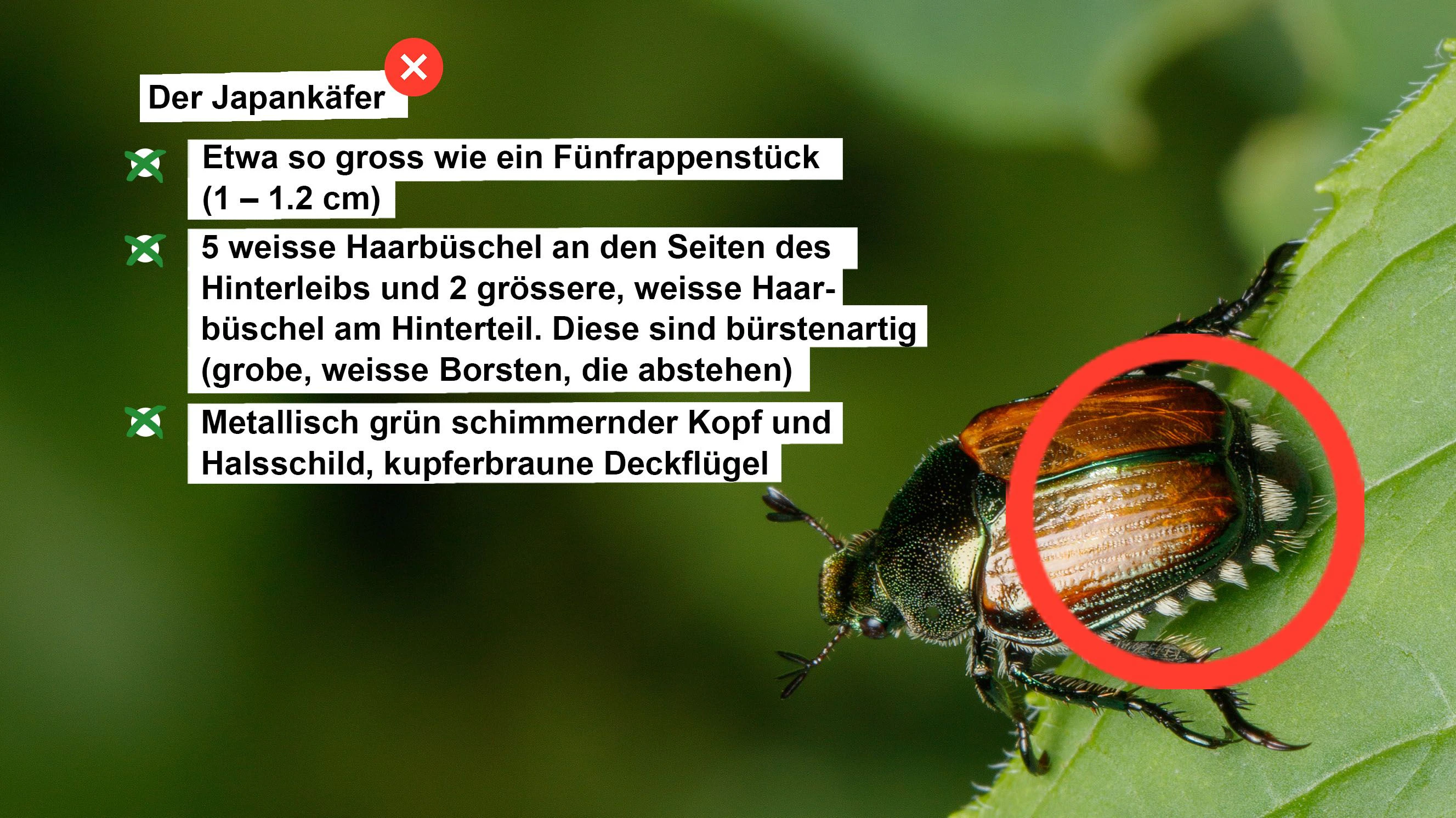 Steckbrief mit Angaben über den Japankäfer