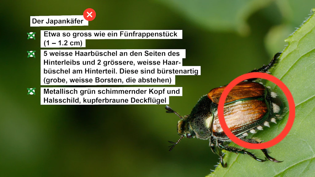 Steckbrief mit Angaben über den Japankäfer