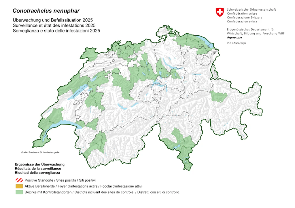 Karte 2025 zur Überwachung und Befallssituation Conotrachelus Nenuphar vom 4. November 2025