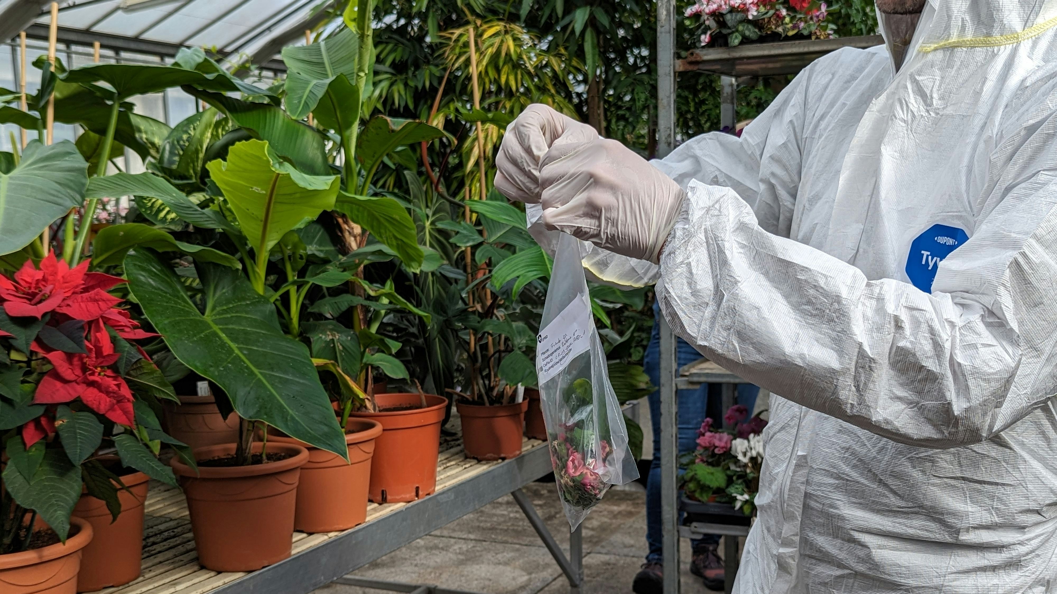 Ein Pflanzenschutzinspektor im Schutzanzug packt die Probe einer Pflanze ein
