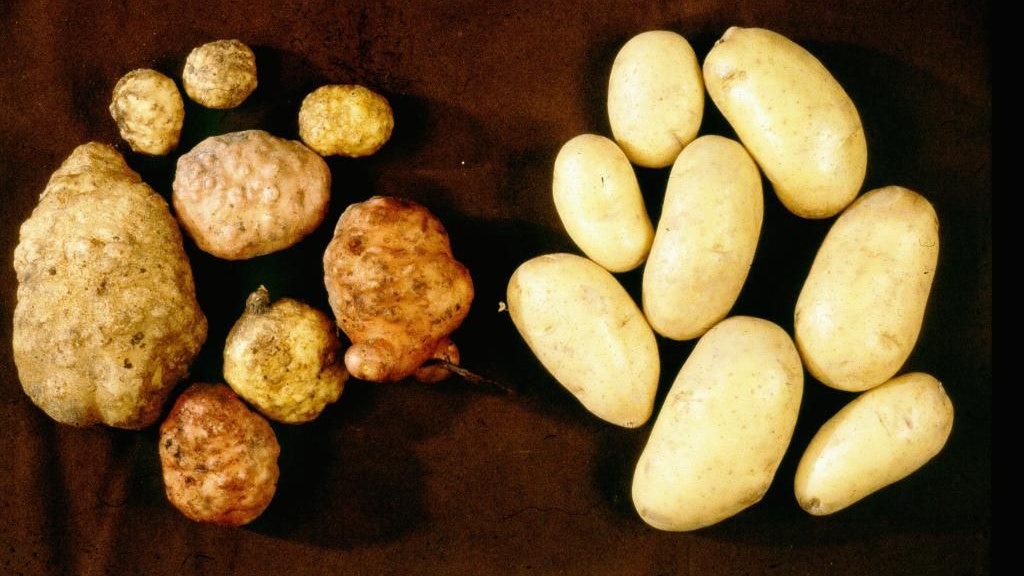 Kartoffeln befallen mit M. chitwoodi (links) vs befallsfreie Kartoffeln (rechts)