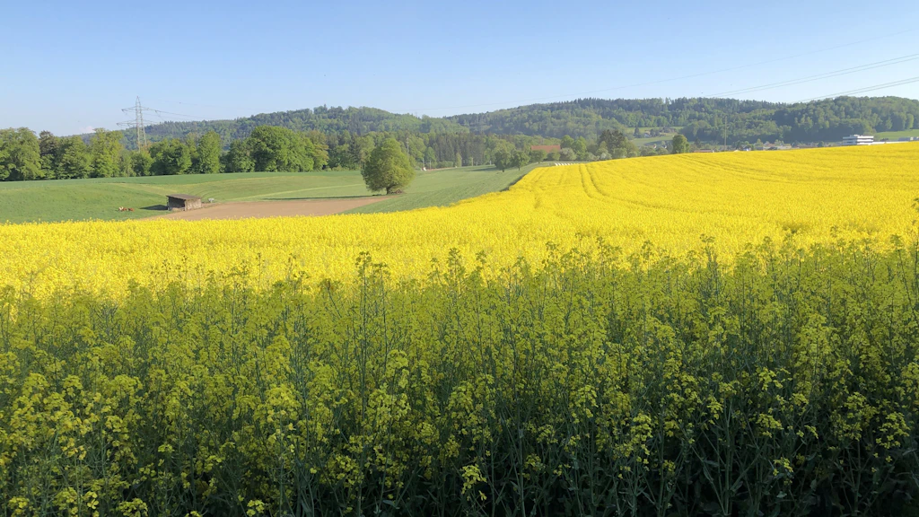 Ein blühendes Rapsfeld erstreckt sich über eine grosse Fläche in einer hügeligen Landschaft