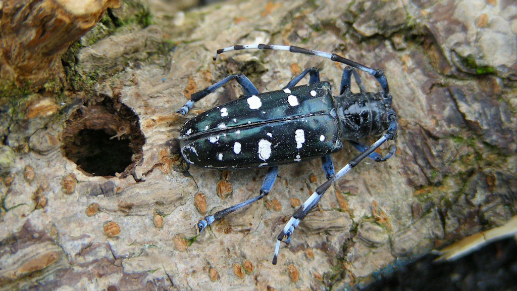 Der Asiatische Laubholzbockkäfer neben einem Ausflugloch an einem Baumstamm