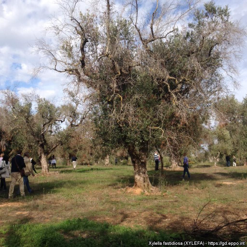 Symptômes de dépérissement rapide de l'olivier observés dans les Pouilles (IT).