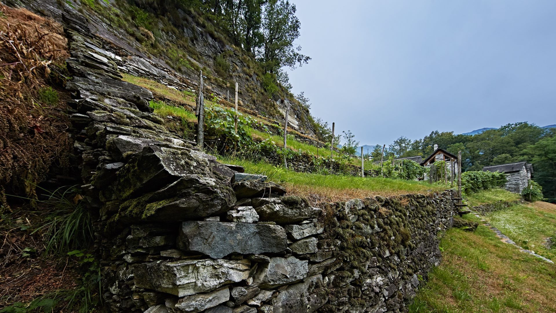 Trockensteinmauer mit Reben 