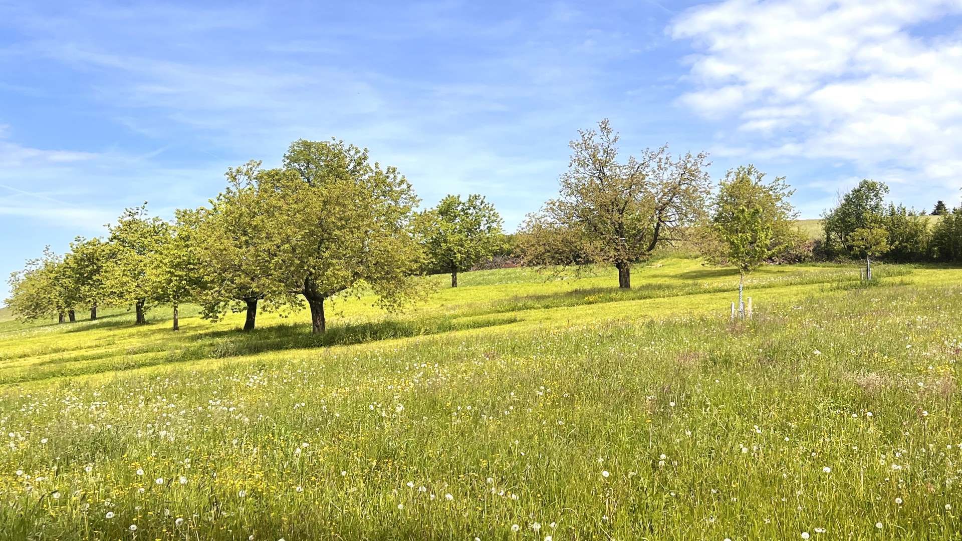 Hochstamm-Feldobst-Anlage
