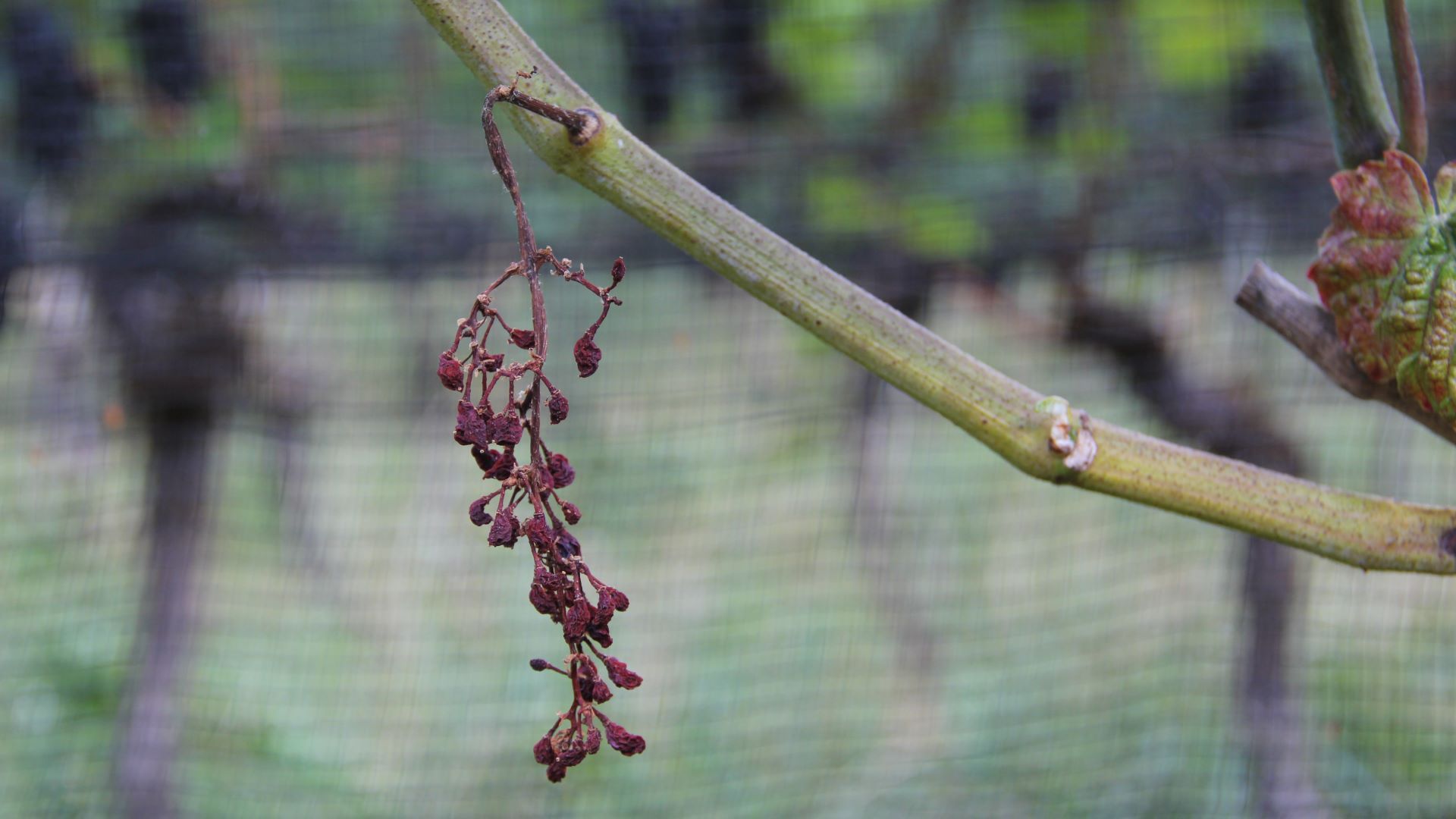 Weinblätter mit Symptomen der GGV
