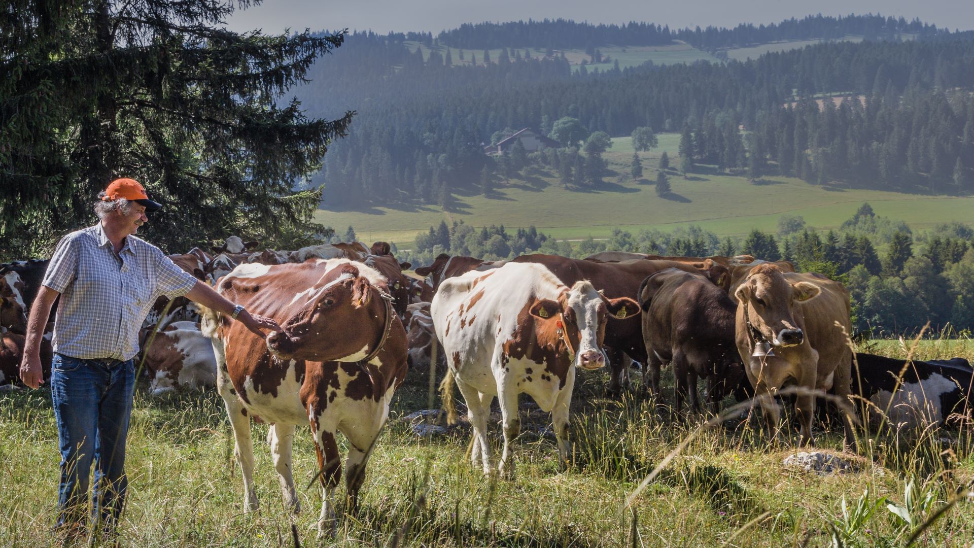 Stéphane Rosselet auf der Weide mit seinen Kühen