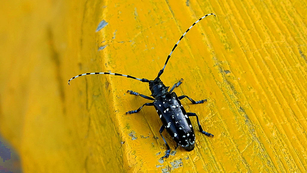 Citrusbockkäfer auf einem gelben Hintergrund