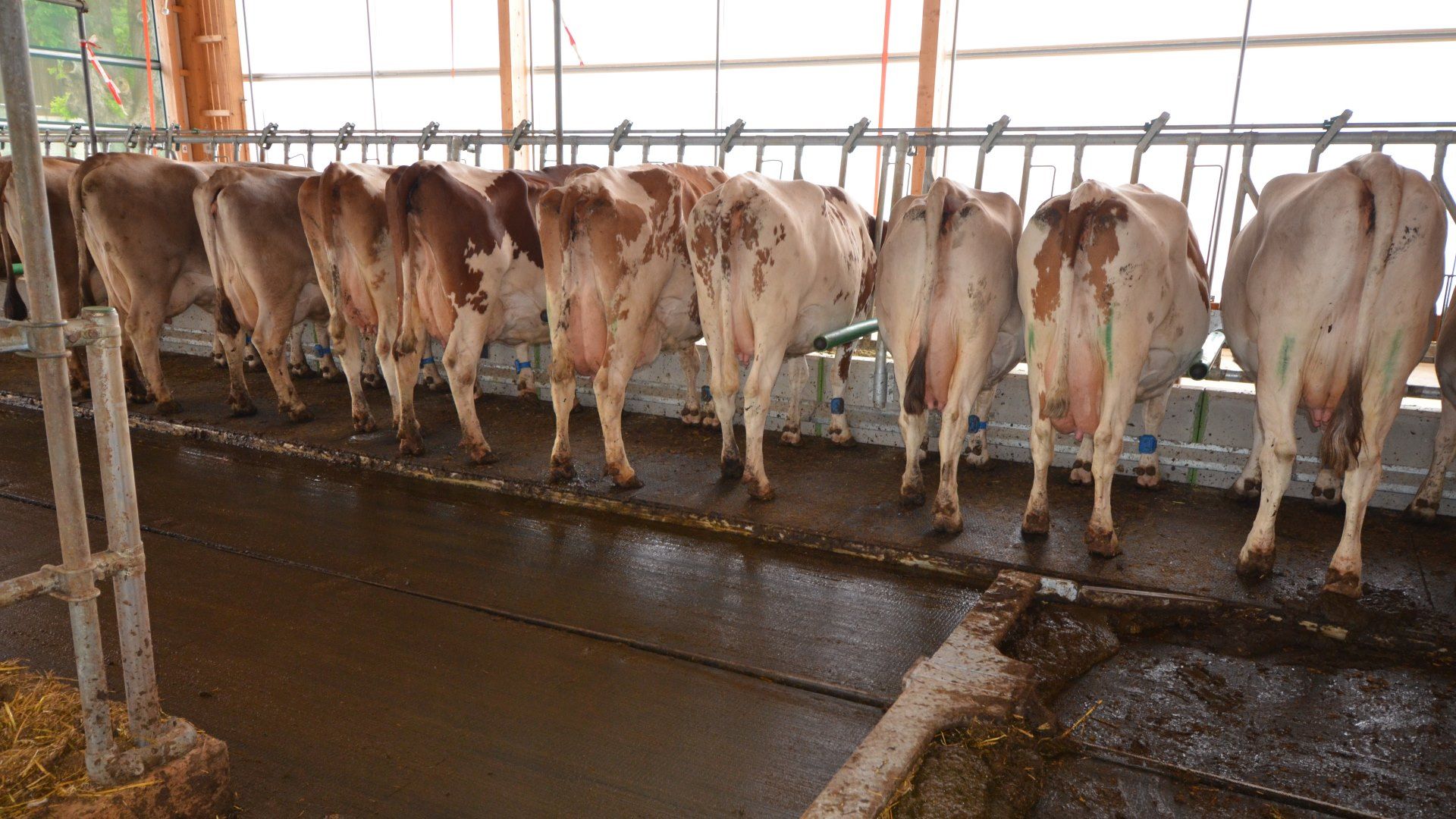 Kühe in einem Laufstall an der Fressachse. Sie stehen auf einer erhöhten Bodenfläche.
