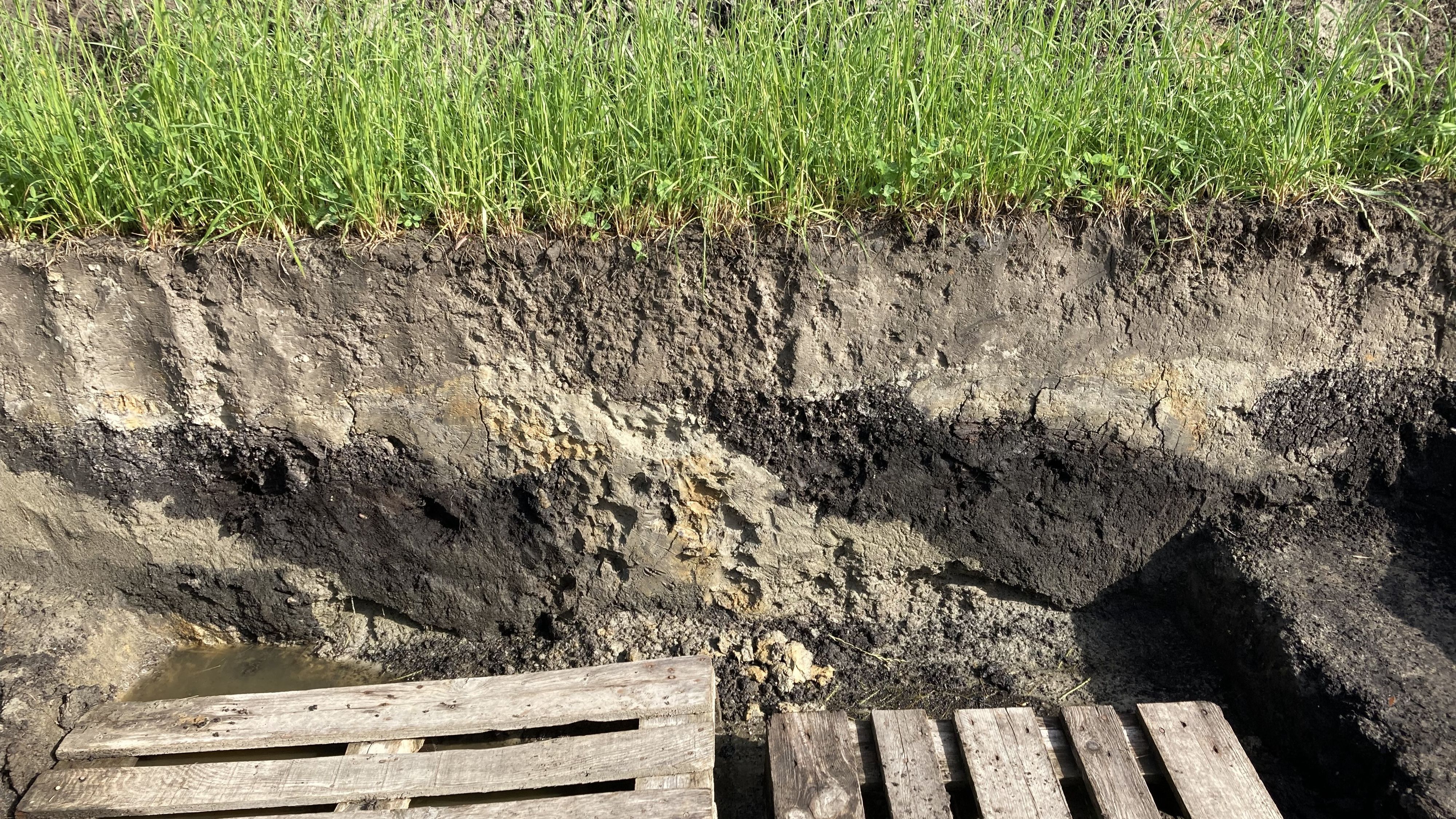 Geländeprofil in einer temporären Wiese mit organischem Material.