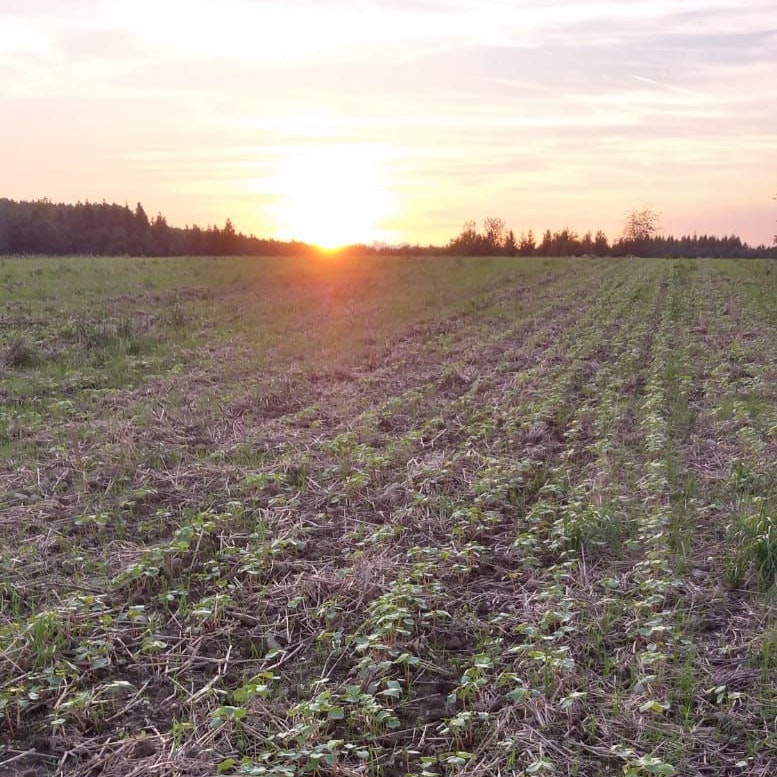Aussaat von Buchweizen