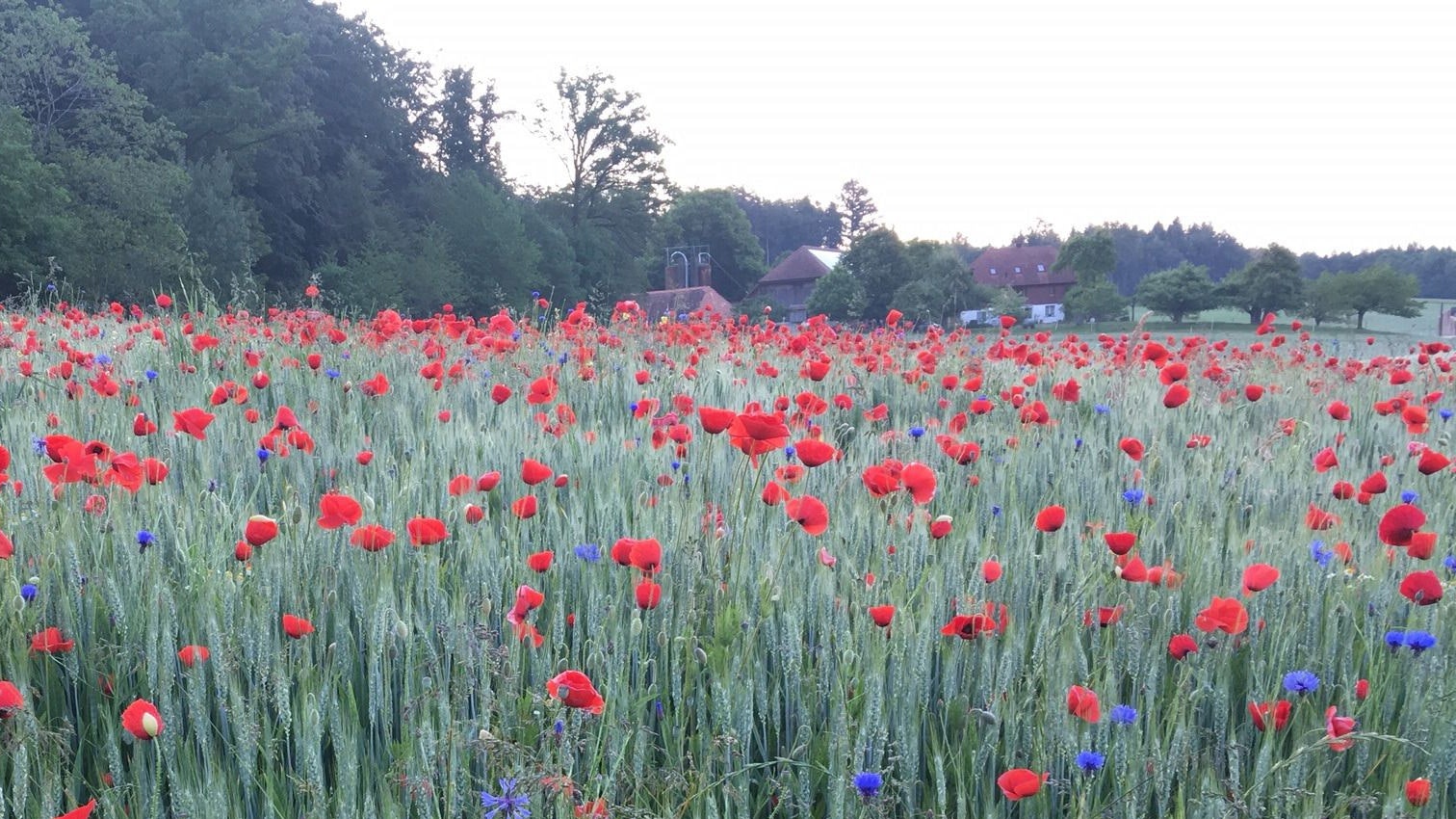 Weizenfeld mit Mohnblumen und Kornblumen