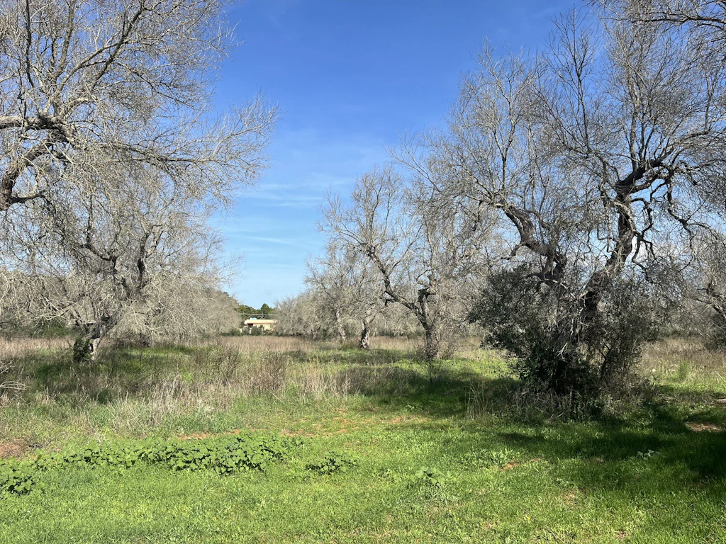 Olivenhain in Apulien, der vollständig von Xylella fastidiosa befallen ist. Der Vektor des Bakteriums, wie die Wiesenschaumzikade, verbringt einen Teil seines Lebenszyklus auf Gräsern