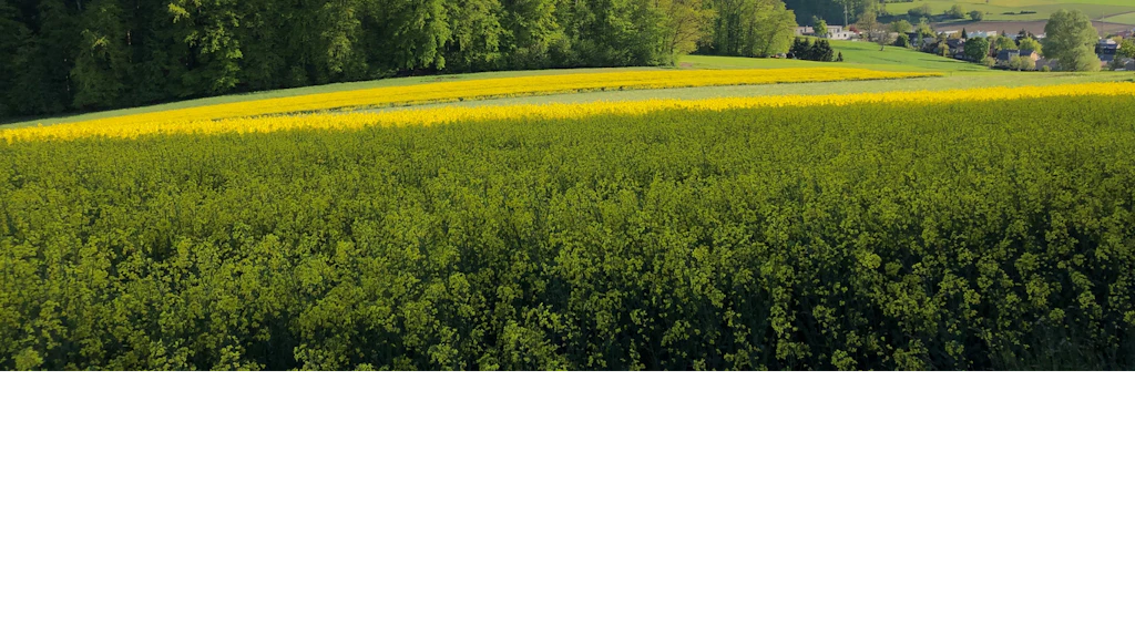 Unter einem blauen Hintergrund liegt ein Rapsfeld, im Hintergrund eine Wald