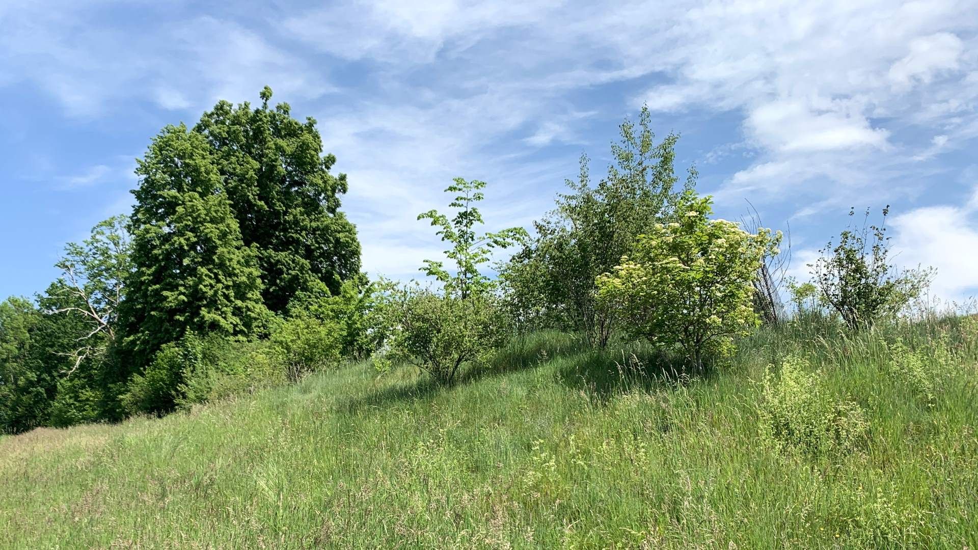 Hecke mit einheimischen Gehölzen