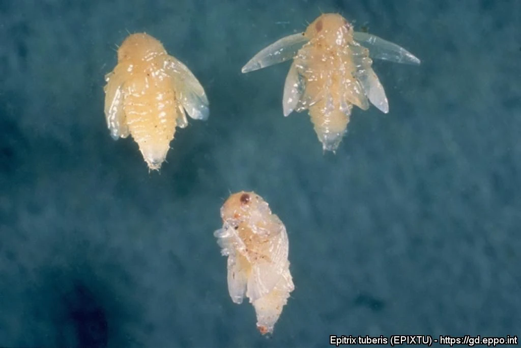 Kartoffelerdfloh Puppen von (Epitrix tuberis)