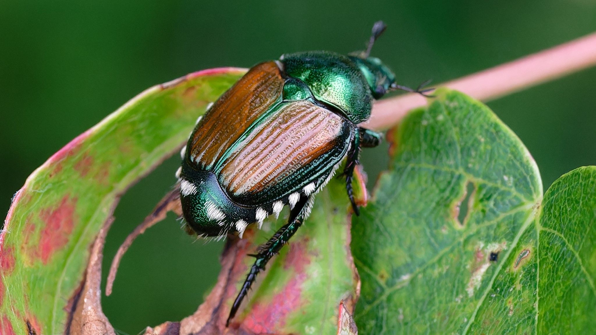 Nahaufnahme der fünf seitlichen und zwei hinteren Haarbüschel des Japankäfers