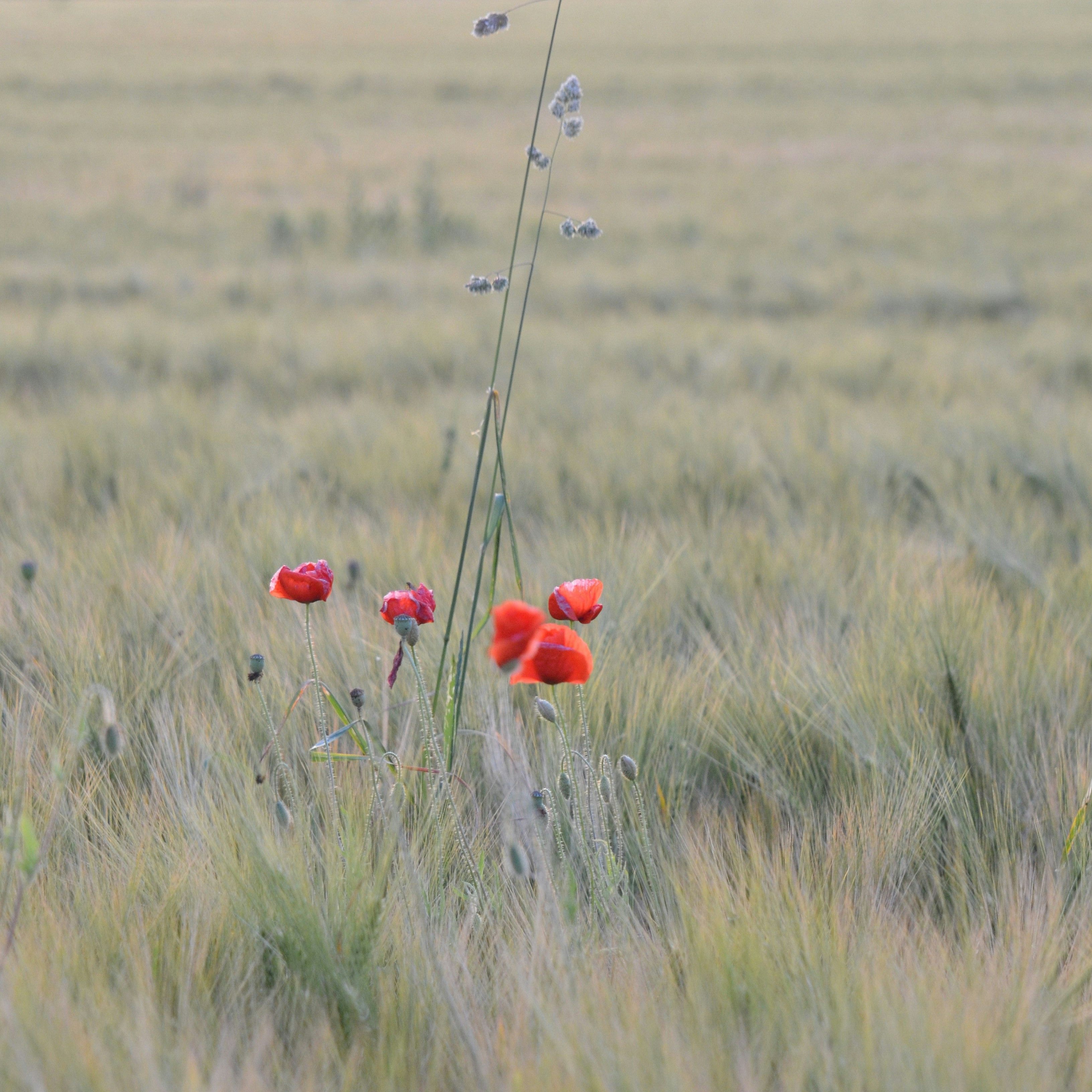 Fünf Mohnblumen in einem Gerstenfeld