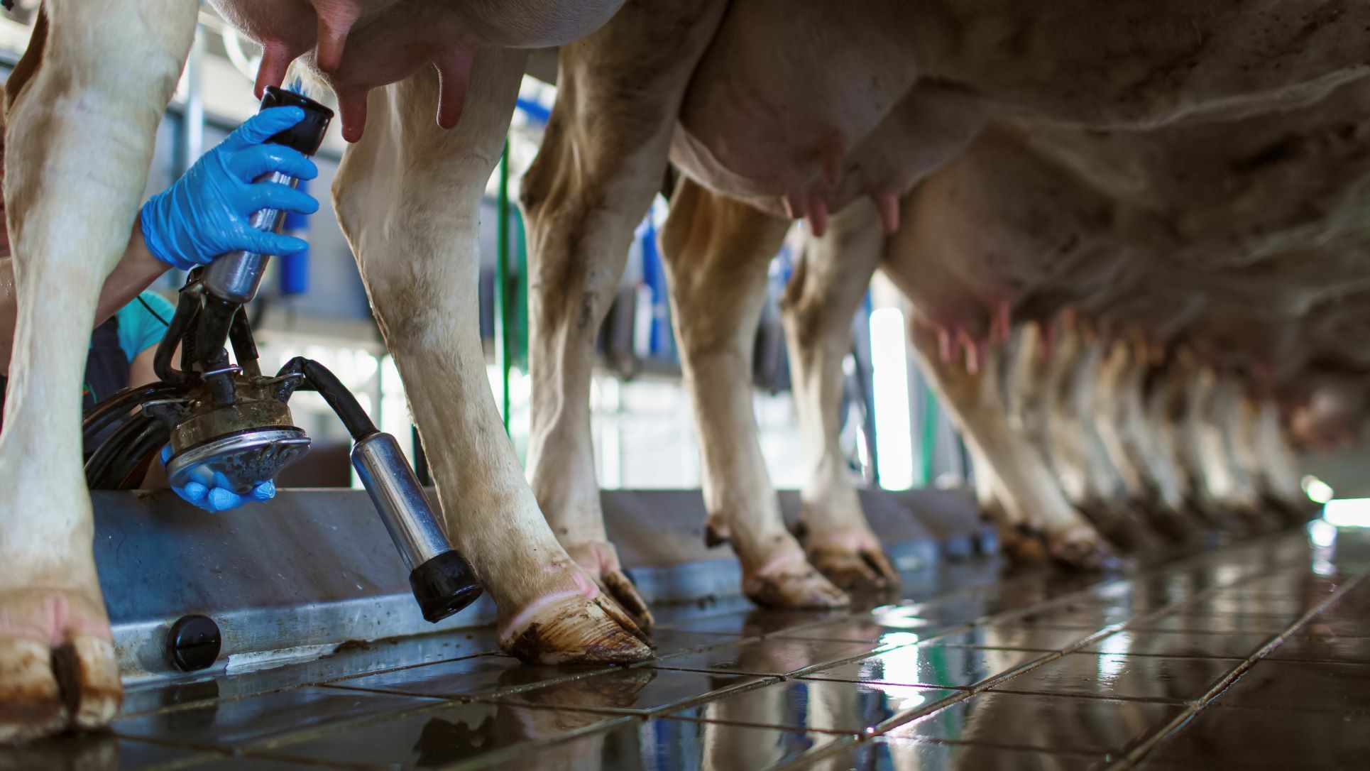 Ein Züchter setzt das Melkzeug an der Zitze einer Kuh an.