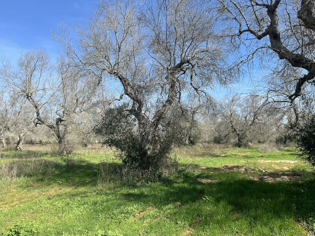 Ein Baum, welcher aufgrund eines Befalls mit Xylella fastidiosa vollständig vertrocknet ist. An der Basis des Stammes sind gesunde Neuaustriebe zu sehen. 