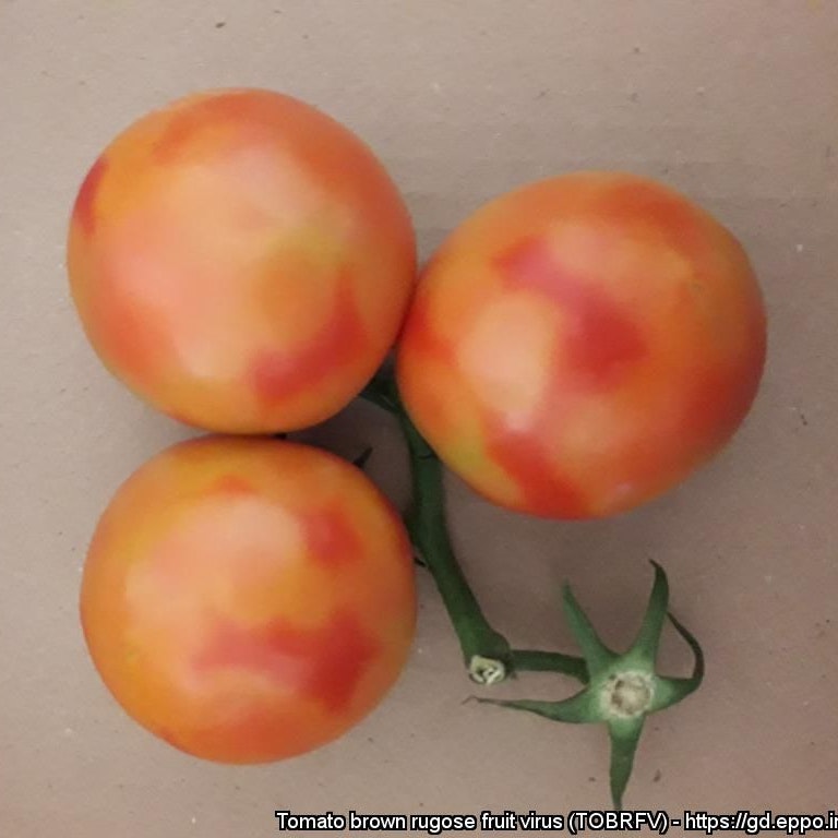 Typische gelbe Flecken auf Tomaten, die von ToBRFV befallen sind