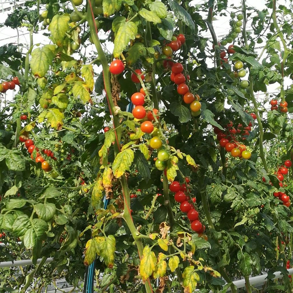 Symptômes de flétrissement et de jaunissement sous serre