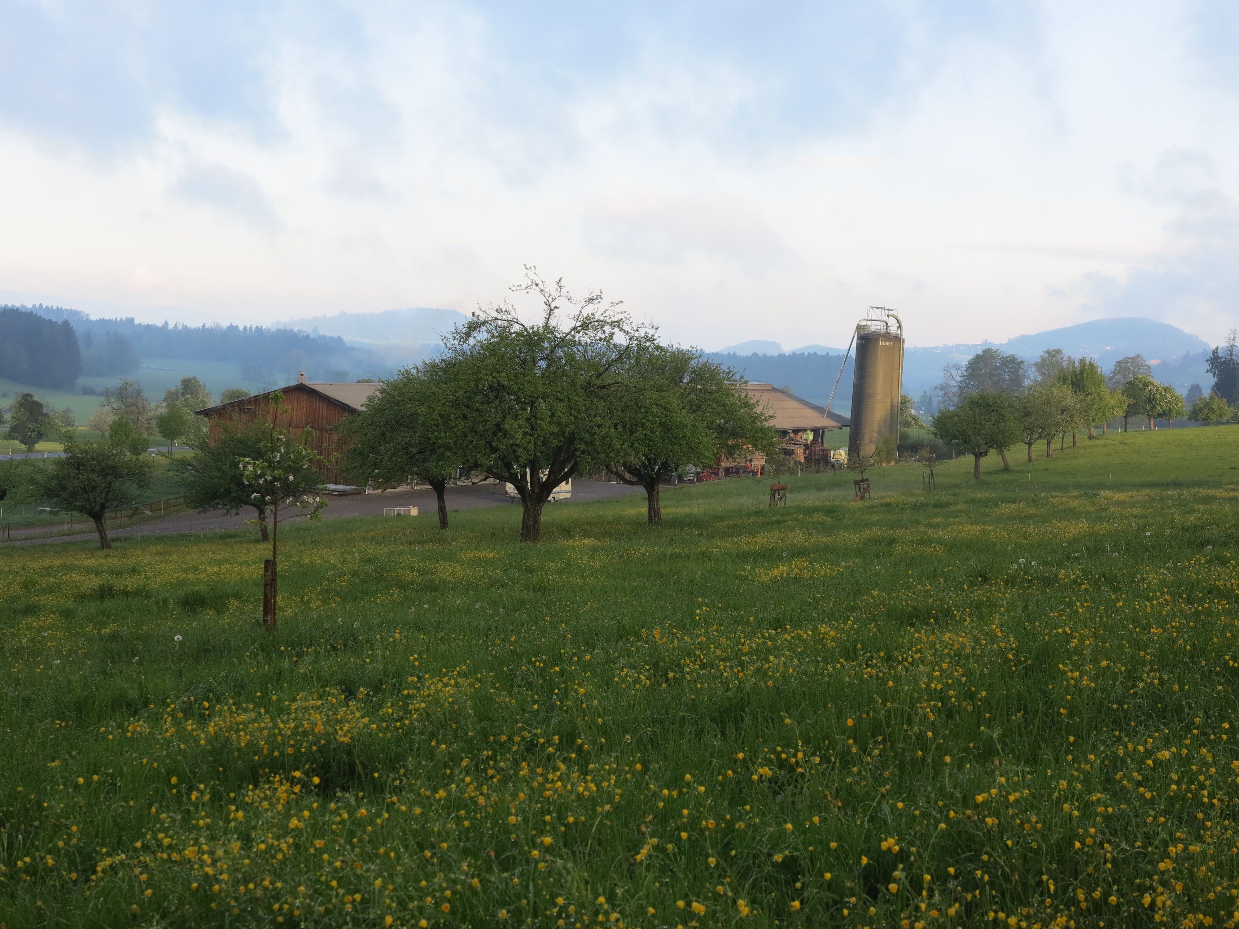 Eine Wiese, ein Stall und Hochstammobstbäume
