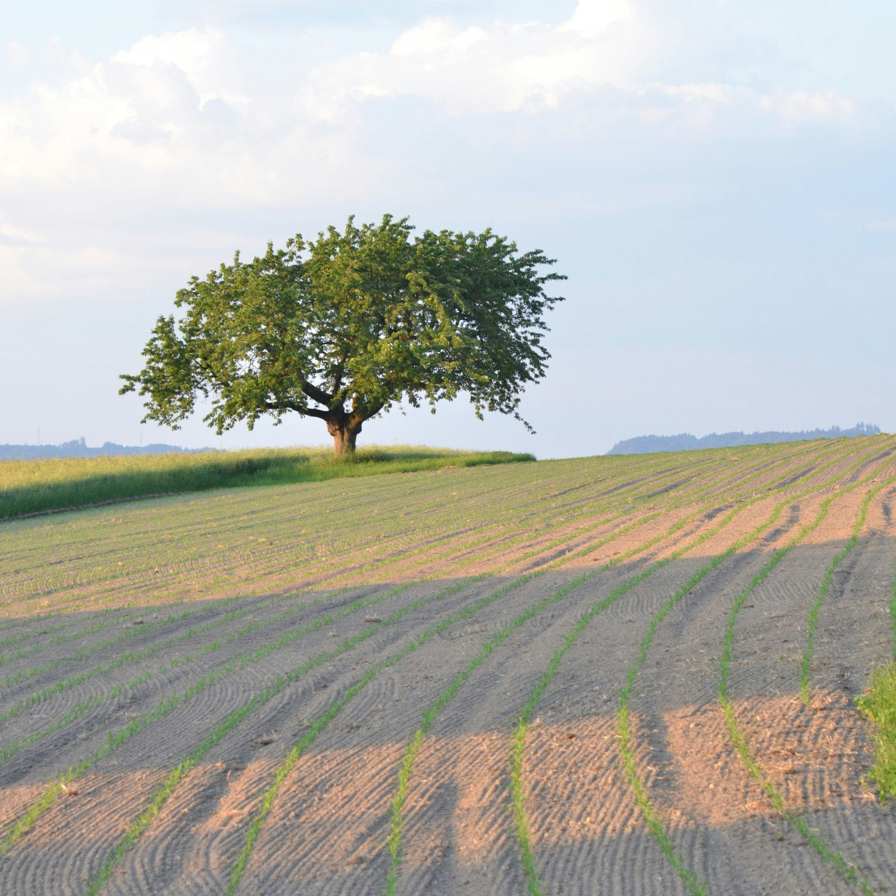 Junges Maisfeld mit Striegelspuren und Baum in der Ferne