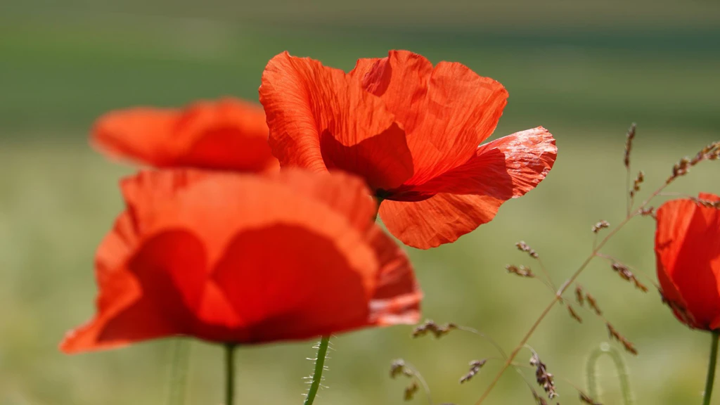Zwei rote Mohnblumen mit grünem Hintergrund.