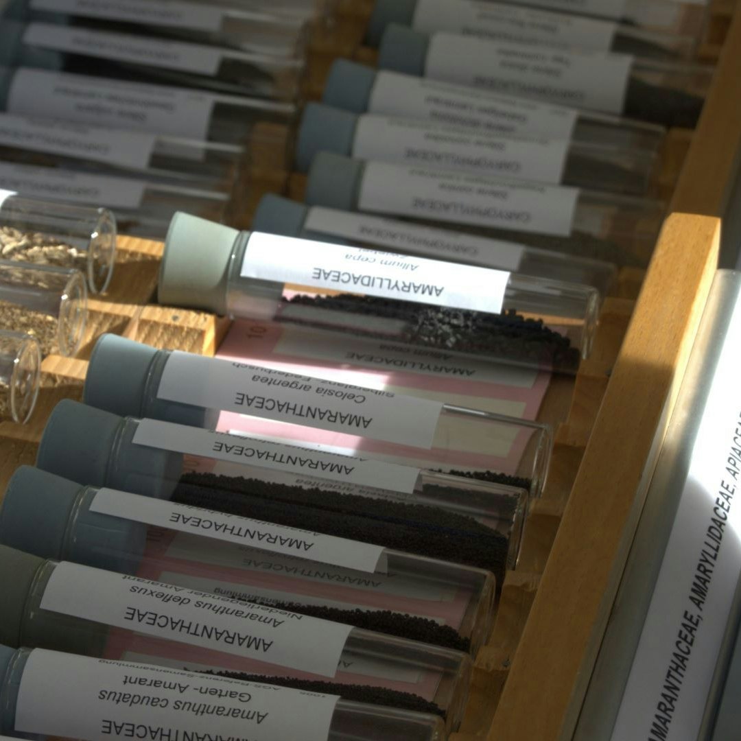 Ein Magazin mit Saatgut verschiedener Pflanzen hilft bei der Reinheitsanalyse fremde Samen zu identifizieren.