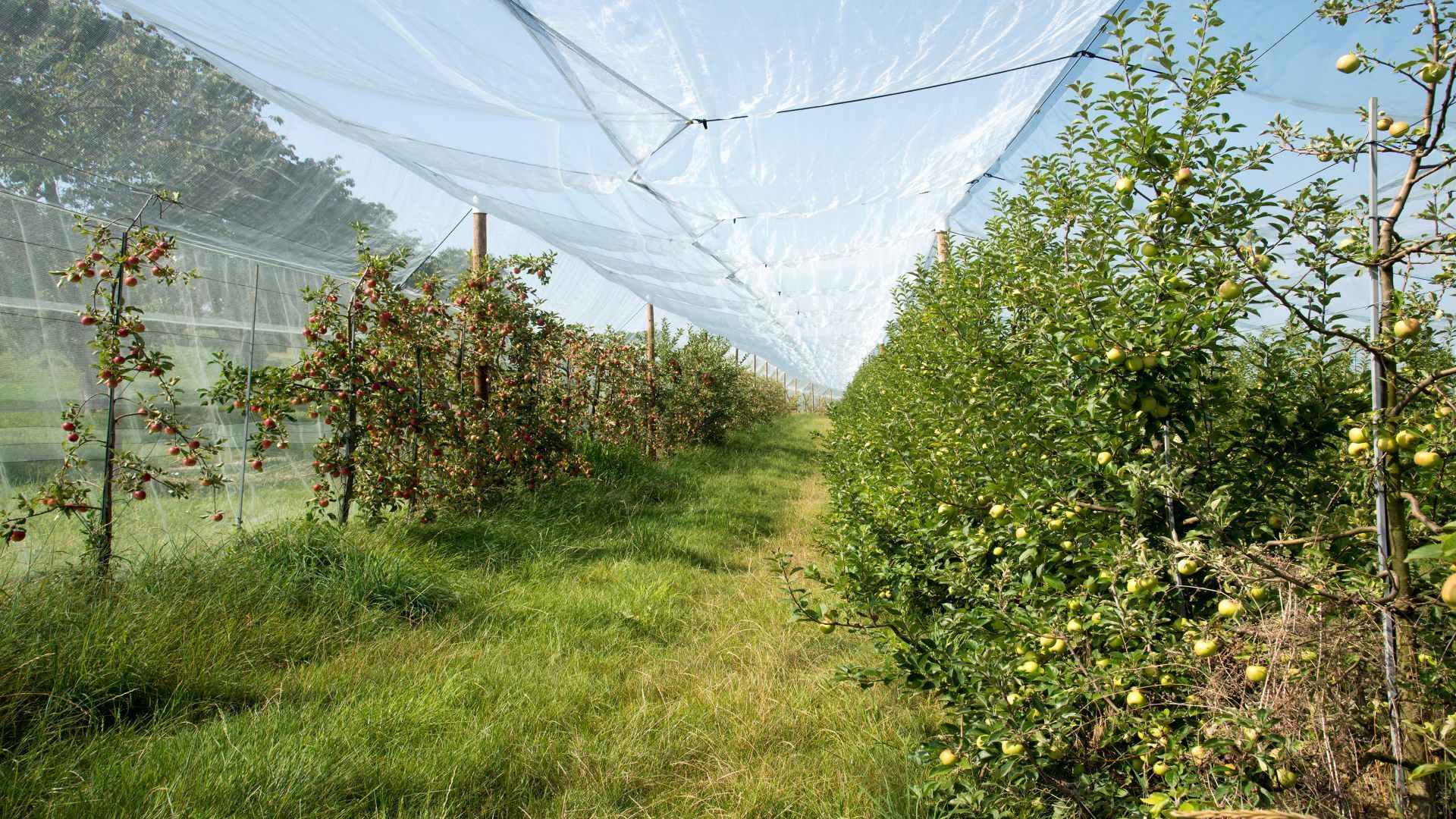 Zwei Reihen von Apfelbäumen sind mit einem Schutznetz überzogen.
