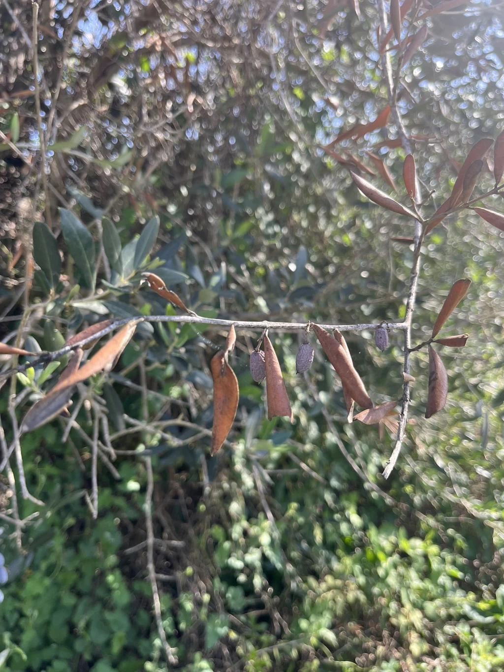 Welke- und Vertrocknungssymptome der Blätter an einem Olivenbaum 
