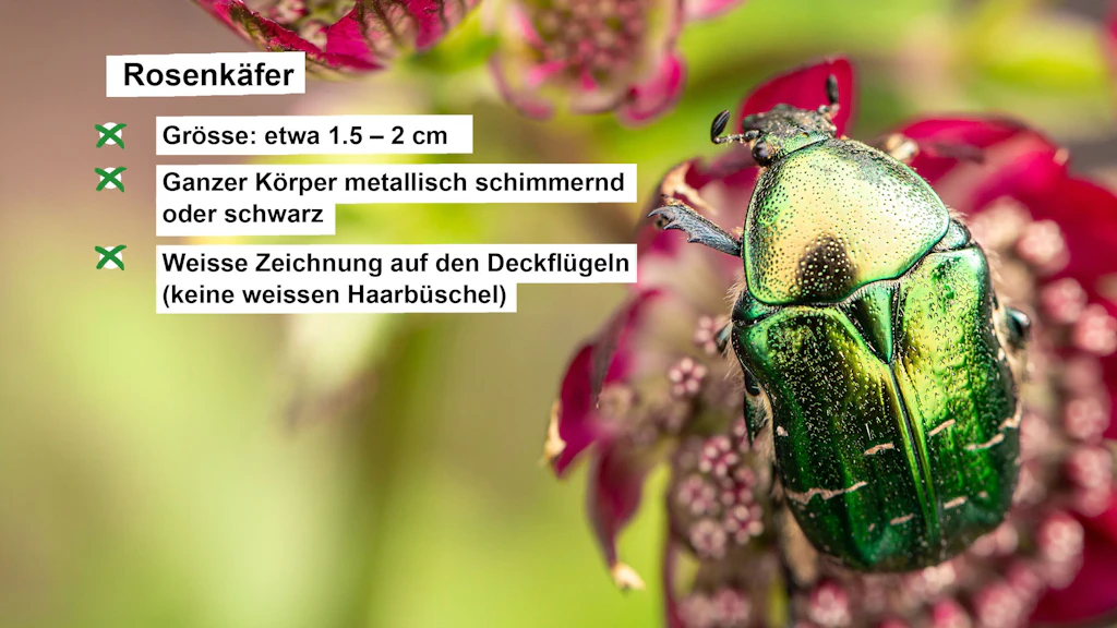 Steckbrief mit Angaben zum Rosenkäfer