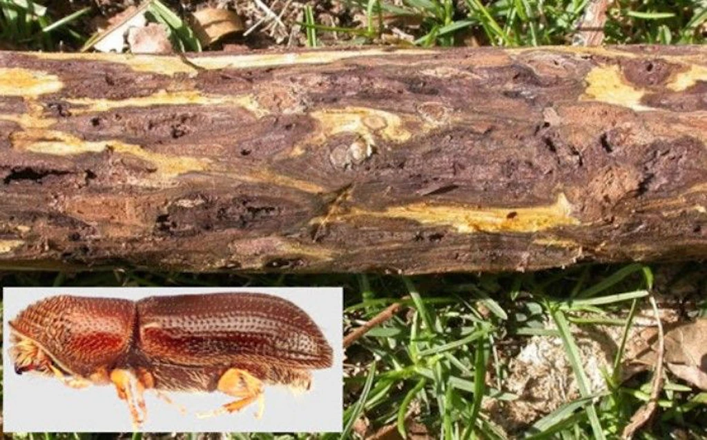 Grosses Bild: Entrindeter Ast einer schwarzen Walnuss (Juglans nigra) mit starkem Befall. Kleines Bild: Walnussborkenkäfer (Pityophthorus juglandis), Überträger des Pilzes Geosmithia morbida.