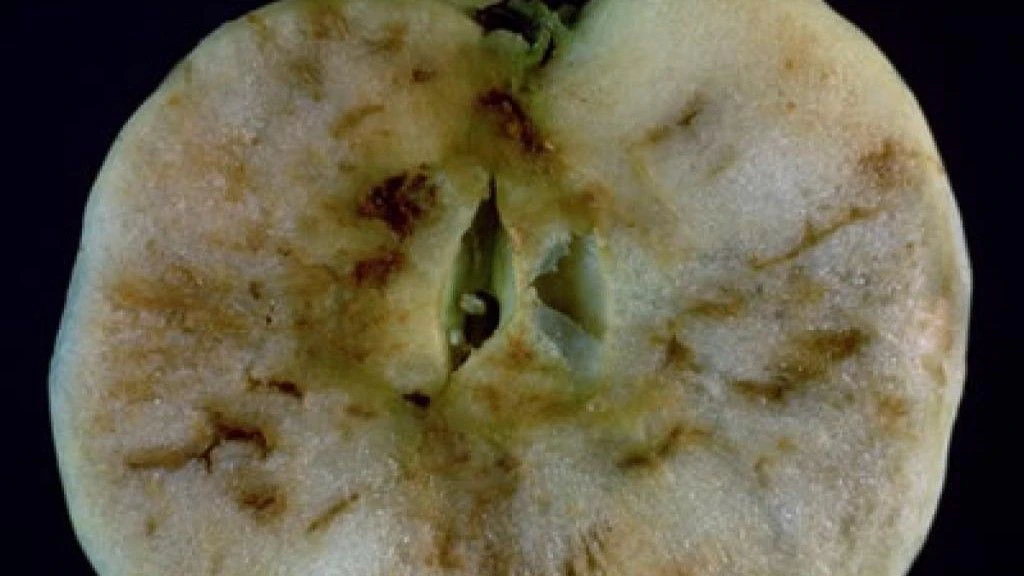 Schaden durch Frass der Laven der Apfelfruchtfliege im Fruchtfleisch.
