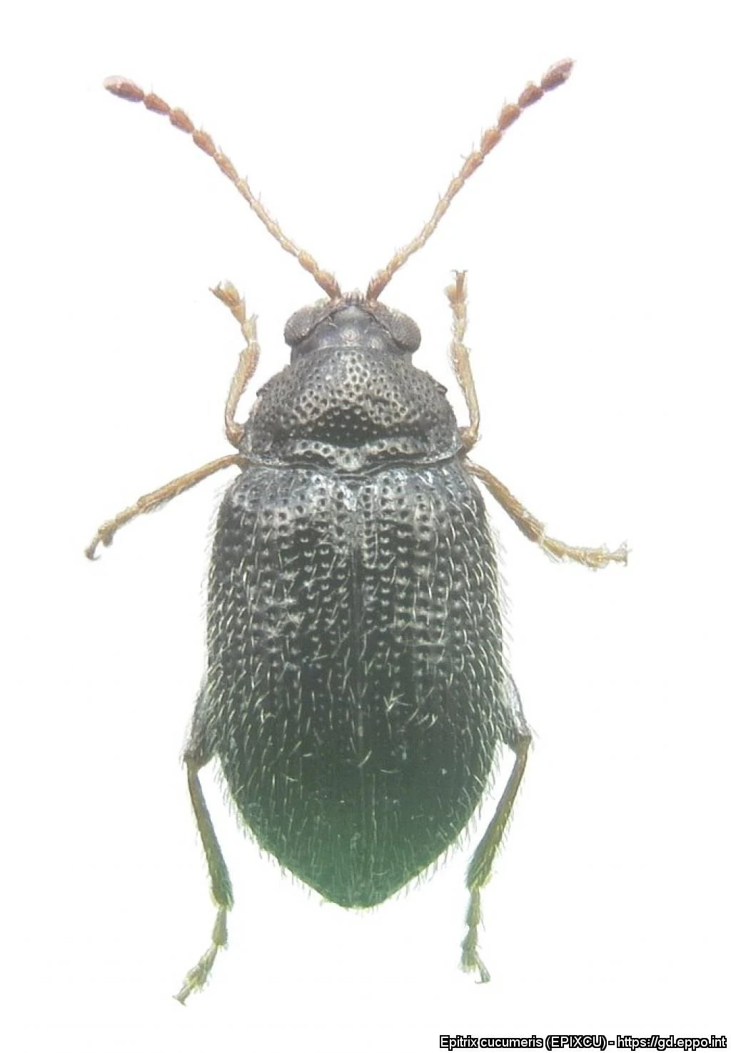 Adulter Kartoffelerdfloh (Epitrix cucumeris)