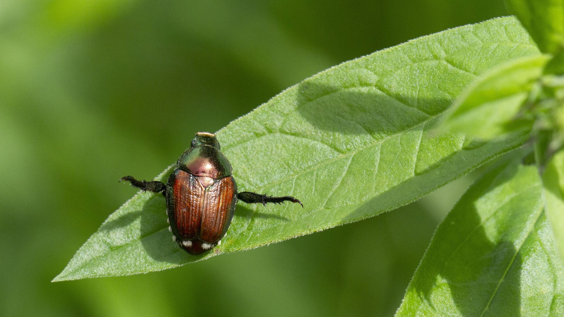 Japankäfer, der typisches Alarmverhalten zeigt
