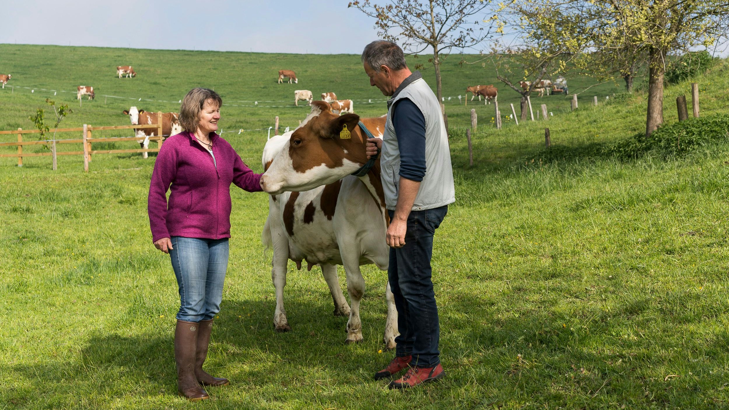 Zwei Personen mit einer Kuh auf einer Weide
