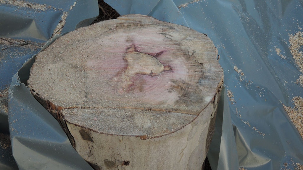 Braun-violette Verfärbung eines vom Platanenkrebs befallenen Stammes 