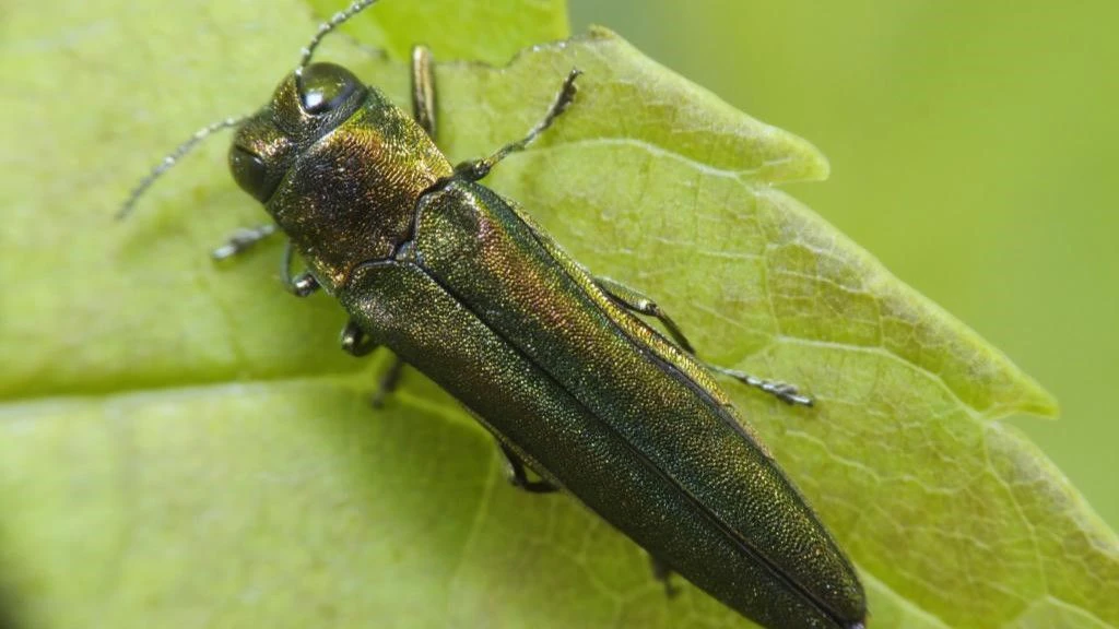 Asiatischer Eschenprachtkäfer in Nahaufnahme auf einem Blatt