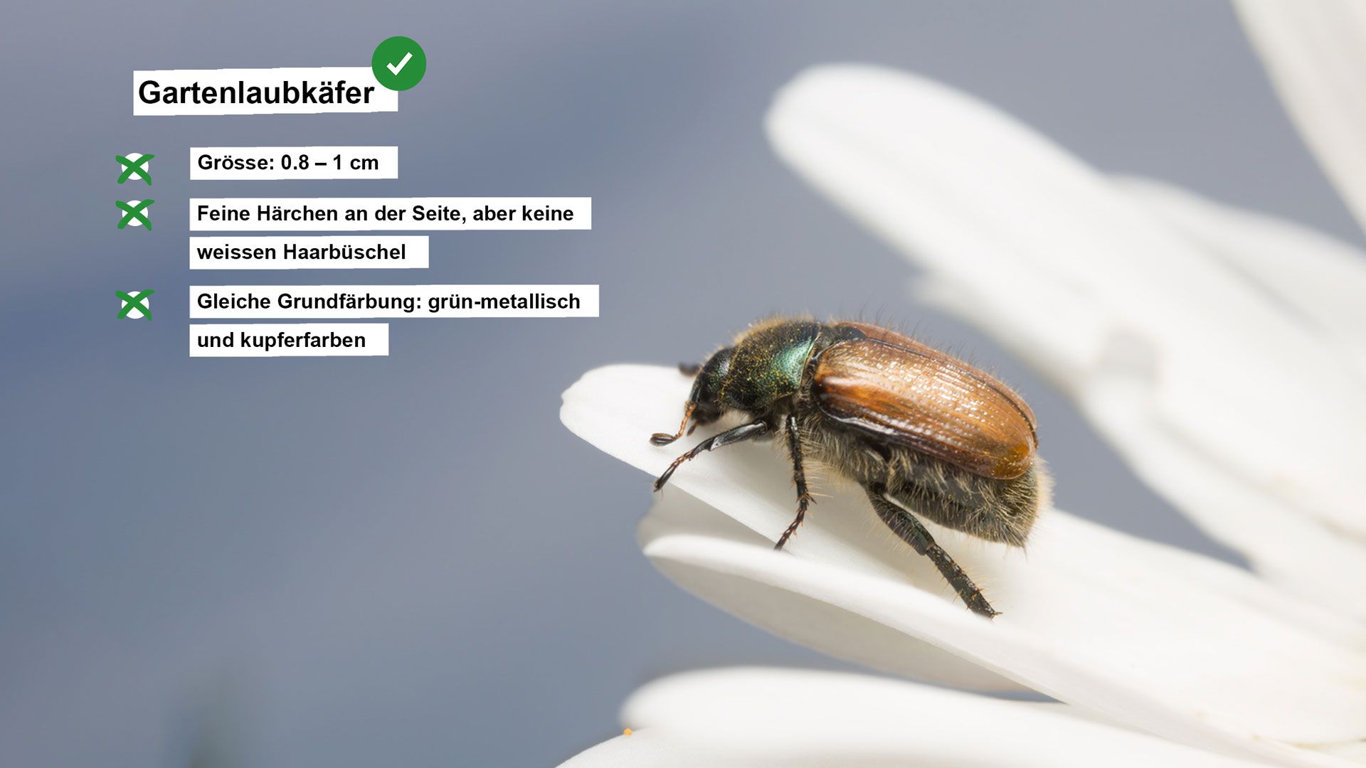 Steckbrief mit Angaben über den Gartenlaubkäfer